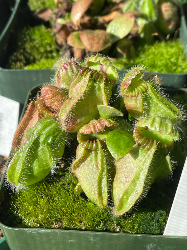 Cephalotus folicularis 'Hummer's Giant' - Nepenthes Diary